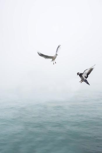 Pigeon and Seagull Flying Above Body of Water
