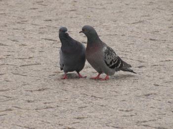 Pigeon Couple