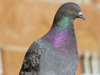Pigeon in Siena, Tuscany, Italy