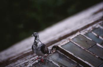 Pigeon on roof top
