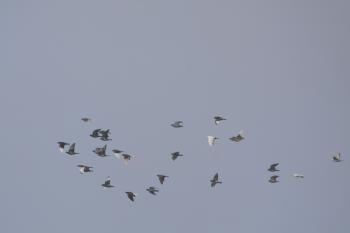 Pigeons Flying