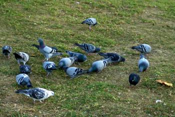 Pigeons in the grass