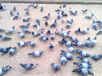 Pigeons On Ground