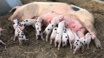 Piglets Feeding Time - YouTube