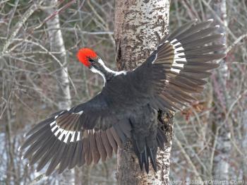 Birds Behaving Badly! Pileated Woodpecker Fight | 365 Days of Birds
