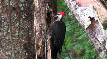 Pileated Woodpecker in Action - YouTube