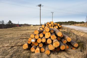 Piles of logs beside a road 2