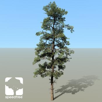 Eastern White Pine Species Pack - SpeedTree