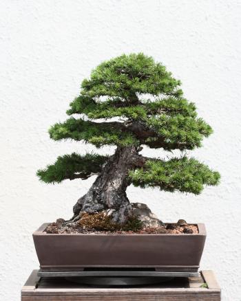 Pine Bonsai Trees
