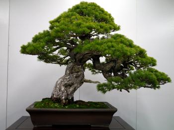 Bonsai Pine Trees - YouTube