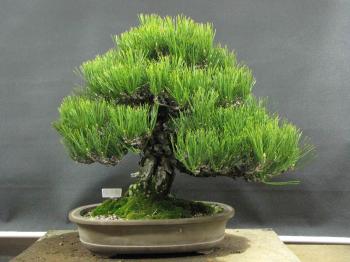 Defoliating Black Pines | Peter Tea Bonsai