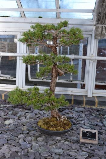 Pine bonsai tree