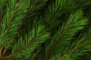 Background of pine branches. ~ Nature Photos ~ Creative Market