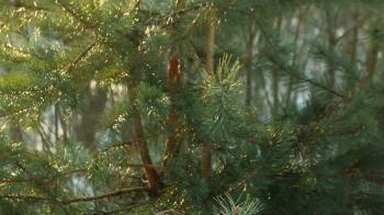 Pine tree needle leaves. Nature background. Green pine branches ...
