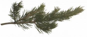 pine tree branch | Pics Photos - Transparent Pine Branch 3d Png ...