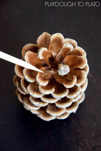 Pine Cone Science - Playdough To Plato