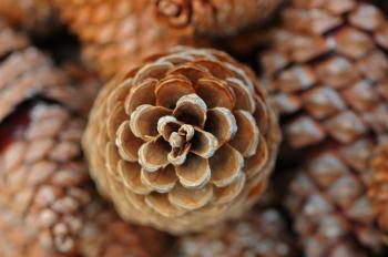File:Kiefer Zapfen, Pine cones 11.JPG - Wikimedia Commons