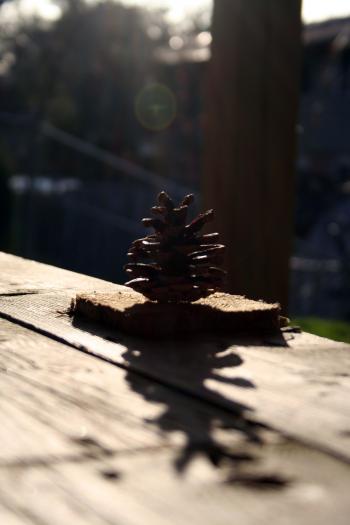 Pine cone silhuette