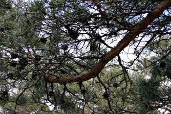 Pine tree branches