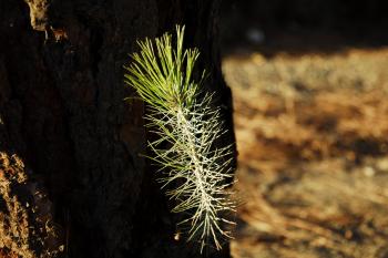Pine Tree Sprouts