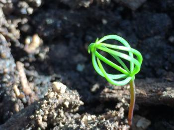 Pine tree sprouts - Ask an Expert