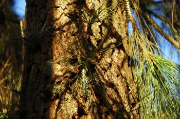 Pine Tree Sprouts