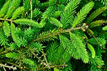 Pine Tree Texture