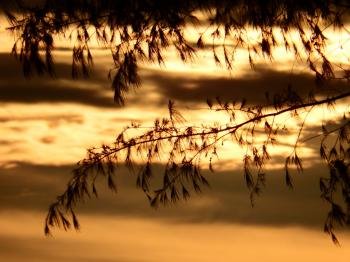 Pine Trees Sunset Silhouette
