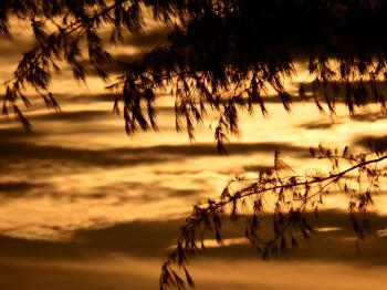 Pine Trees Sunset Silhouette