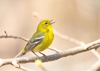 Pine Warbler (Setophaga pinus) Male singing Pine Warbler - singing ...