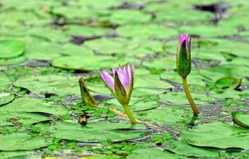 Pink and Green Flower on Water