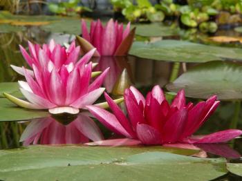 Pink and Green Water Lily