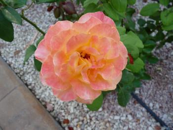 Pink and orange rose