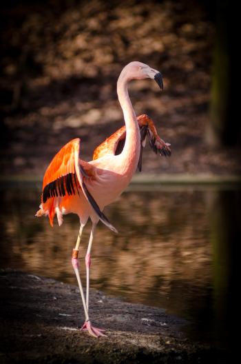 Pink and Red Flamingo Standing Near Body of