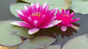 Pink and white Waterlily