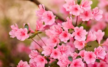 Pink blossoms [8] wallpaper - Flower wallpapers - #47559
