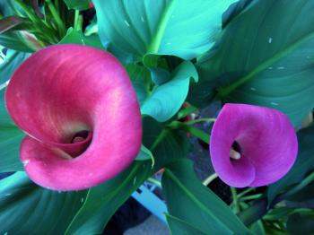 Pink Callow Lilies