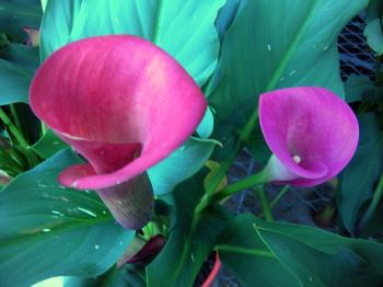 Pink Callow Lilies