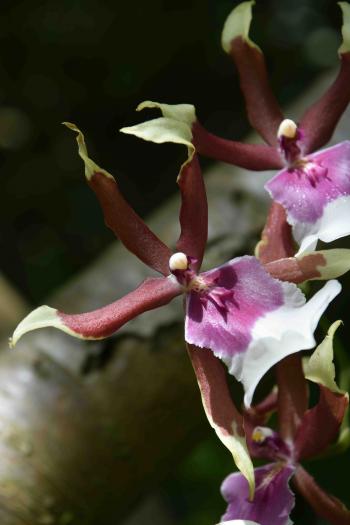 Cambria orchids | The Biking Gardener
