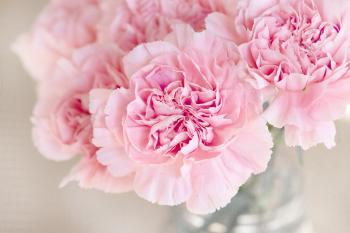 Pink Carnations - Websites with a Heart