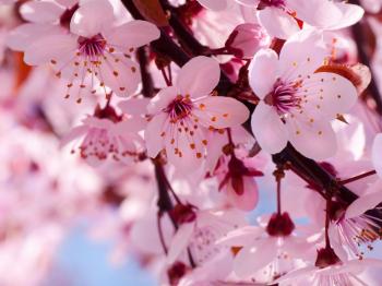 Cherry Blossom is the beautiful flower of the trees of genus Prunus ...
