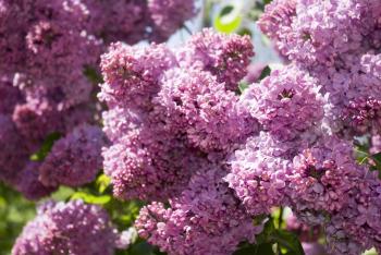 3 Popular Spring Wedding Flowers