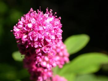 Pink Cluster Flowers