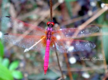 nature rambles: Weekend Reflections/Pink Dragonfly
