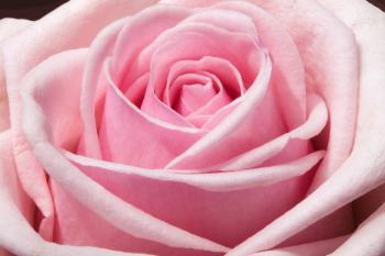 Free Images : blossom, flower, petal, bloom, summer, floral, love ...