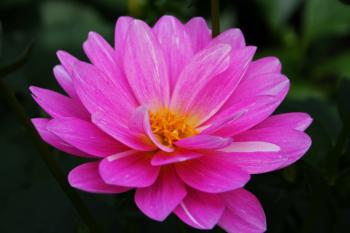 Beautiful Pink Flower | Flowers| Free Nature Pictures by ...