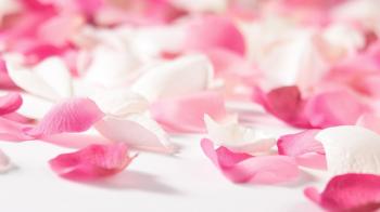 Pink Flower Pedals 19309 1920x1080 px ~ HDWallSource.com