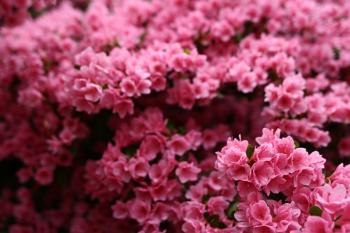 Wonderful Spring Pink Flower Bush | Flowers| Free Nature Pictures by ...