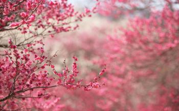 Pink Flower Wallpaper Tumblr 17813 1920x1200 px ~ HDWallSource.com