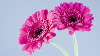 Pin by Art Lavaux on Pink | Pinterest